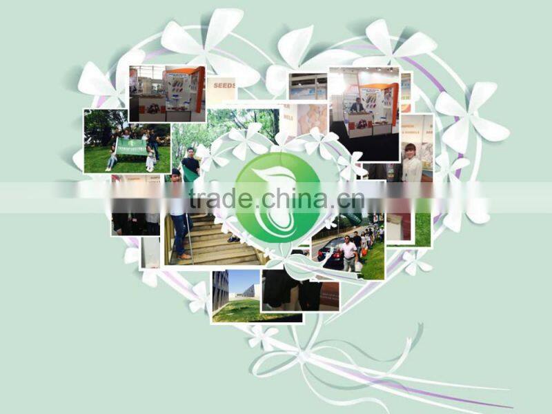 Best Selling Products Pumpkin Seeds GWS (Grown Without Shell)