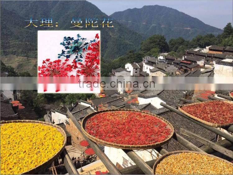 2016 Latest hot nail art dry flower decoration DIY flower dry for nail art