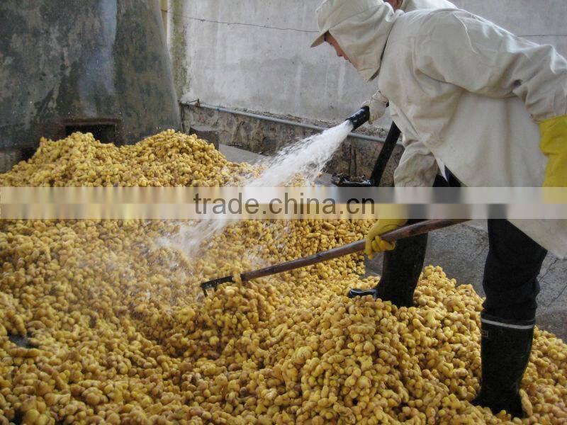 Dry ginger slices white color/dried ginger whole