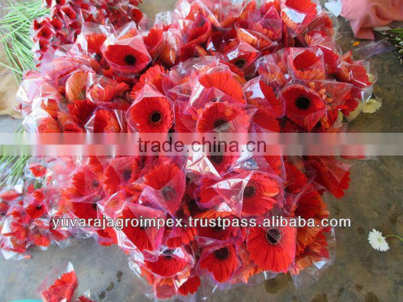 Orange Gerbera Flowers