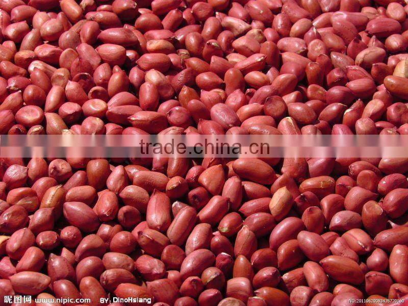 china good quality peanut in kernel for export