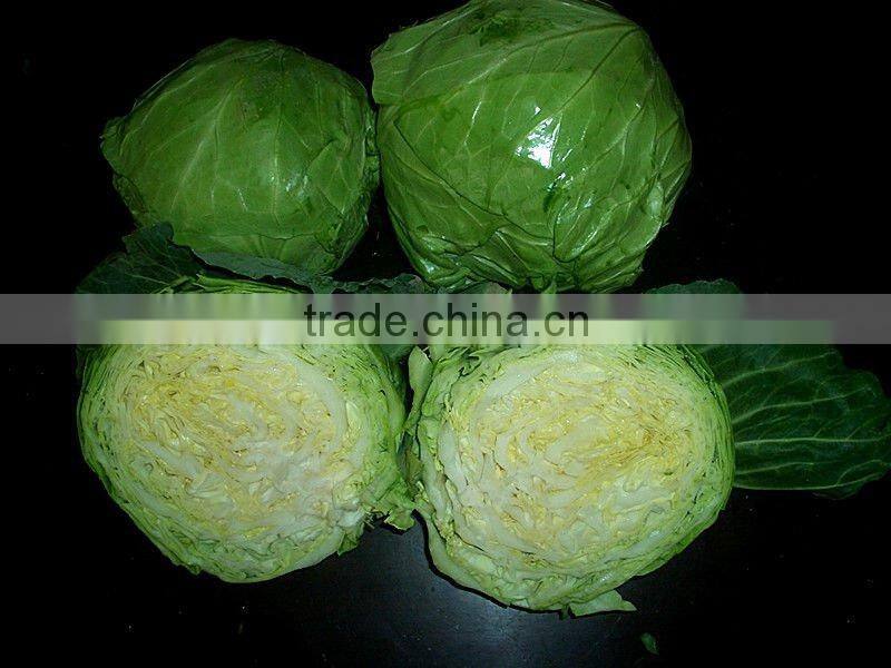 fresh round & long cabbage from China