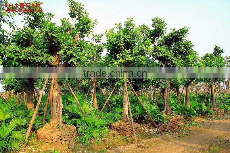Ficus altissima