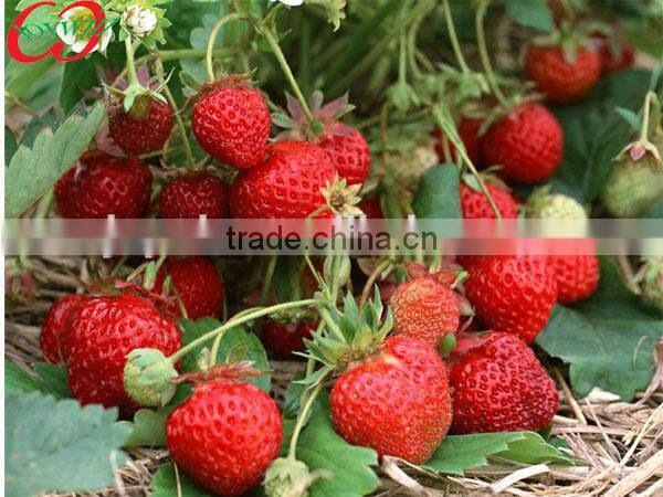 E120 canned strawberry in syrup, private lable canned strawberries