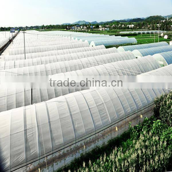 low price fresh carnation flower for wholesale