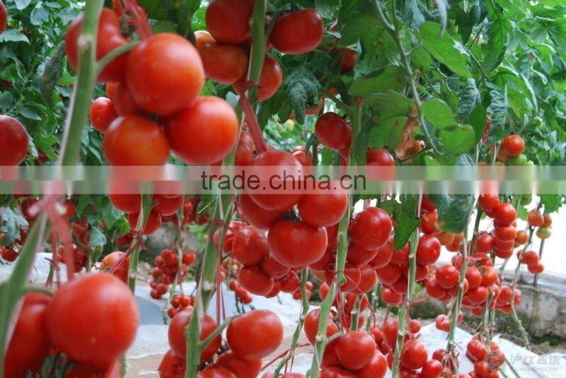 High yield tomato seeds seeds for sale