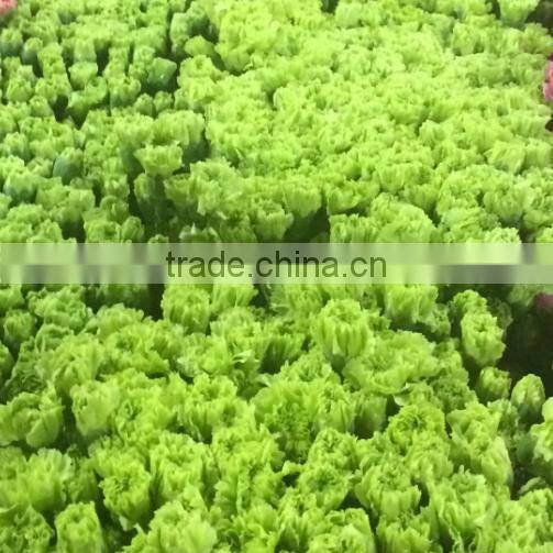 Cheap price carnation plants fresh carnation for gift