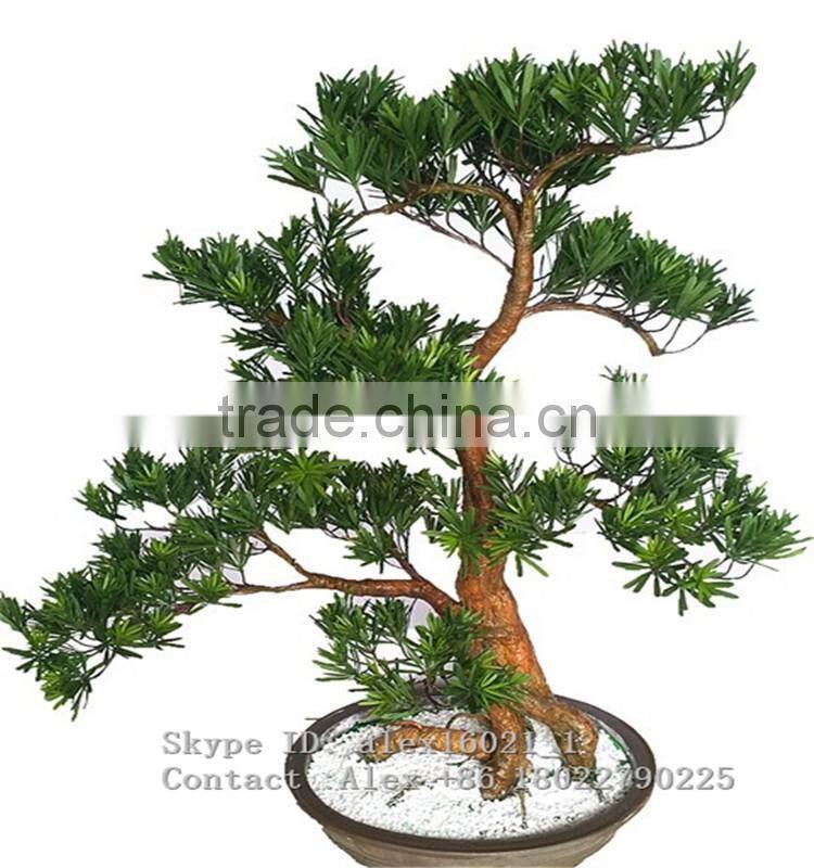 wholesale artificial home bonsai tree for sale live cypress tree