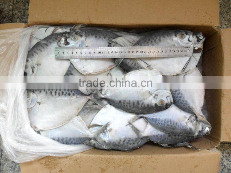 frozen moonfish 150-200g/pc BQF two block whole round Mene Maculata