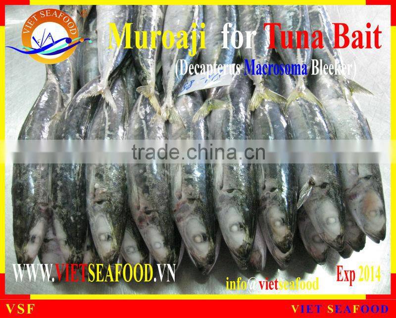 FROZEN MUROAJI FOR TUNA BAIT