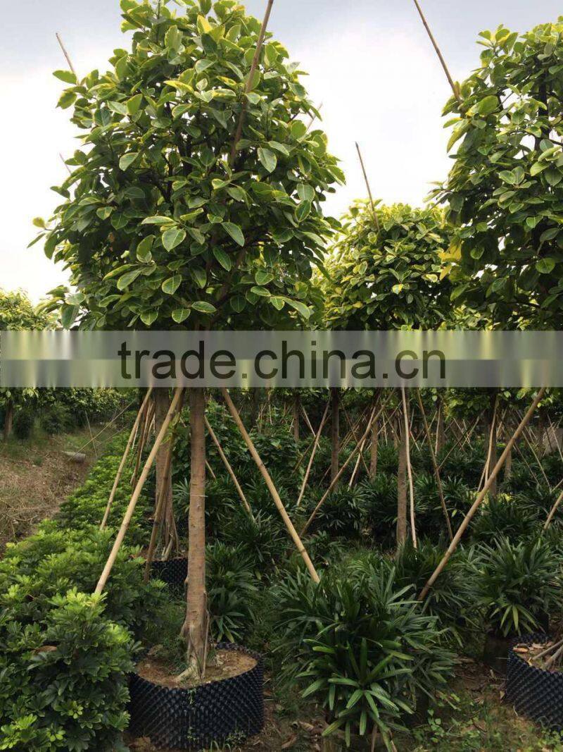 Ficus benghalensis variegata