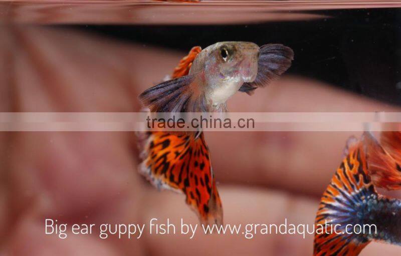 Big ear guppy for Freshwater Aquarium fish export company from Thailand