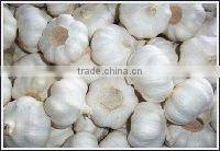 new crop chinese fresh white Garlic