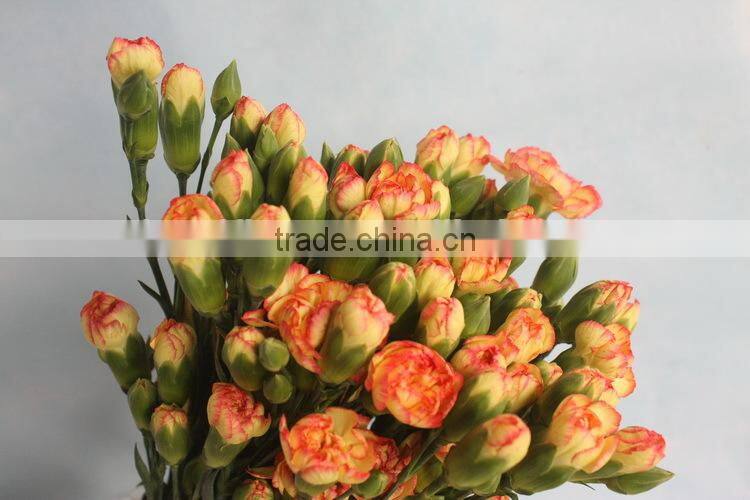 Alibaba china promotional light short branch carnation