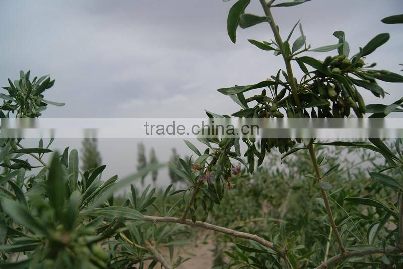 gojiberry from our own organic goji farm