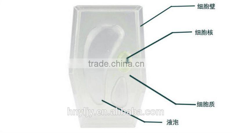 Anatomical Plant Model