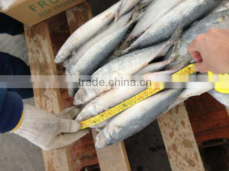 BQF Frozen mackerel Scomber Japonicus whole round