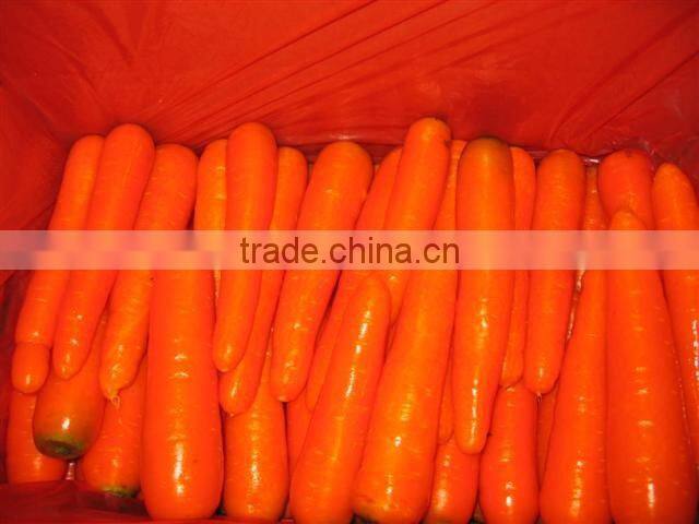 fresh Carrot shandong crop 150g up in 10kg carton