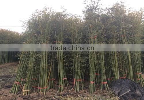 Perennial plants bamboo seedling