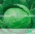 CU02 Jinyan no.4 high yield long cucumber seeds high yield vegetable seeds