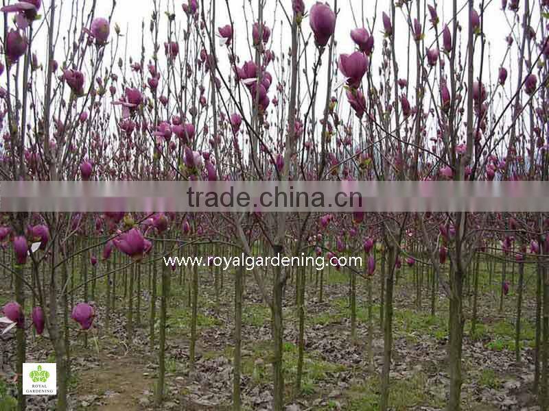 magnolia soulangeana flower trees