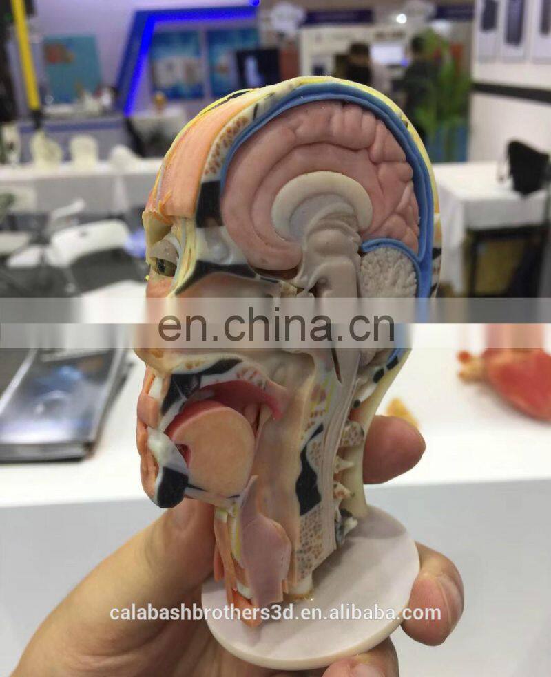 Surgical Training Manikin MJP 3D Printing Color Organ Model