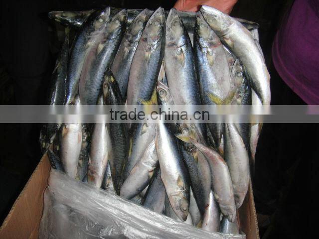 Frozen mackerel