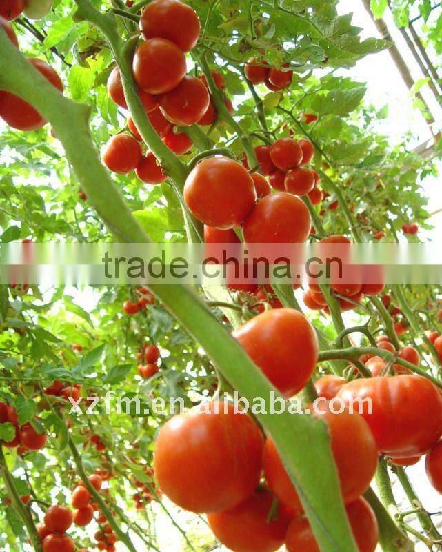 22-24 tomato paste in standing pouch