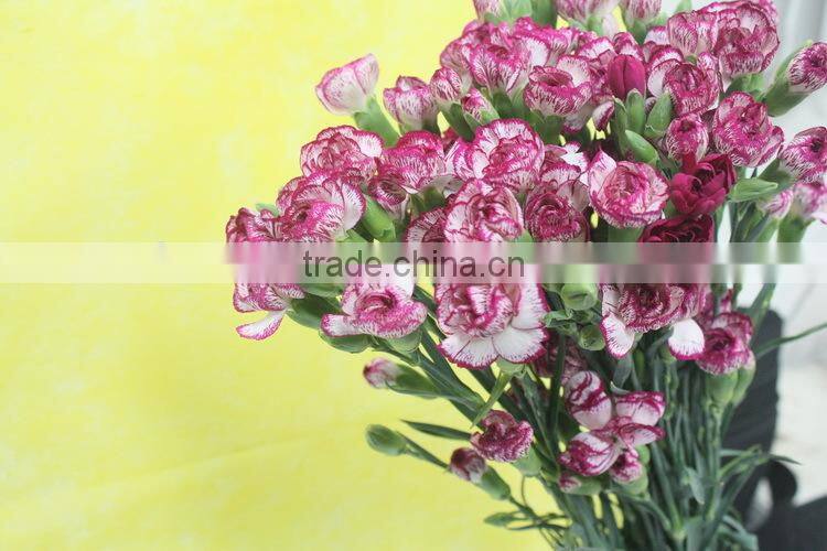 Diversified in packaging best selling high quality carnation
