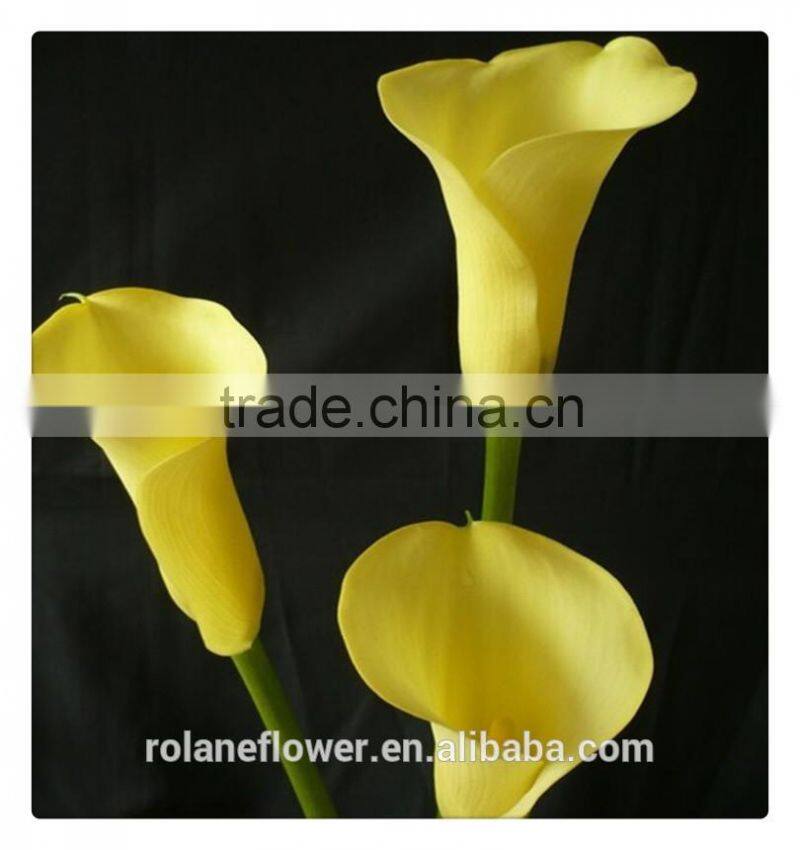 indevidually wrapped export yellow bright color fresh cut calla flower for decoration