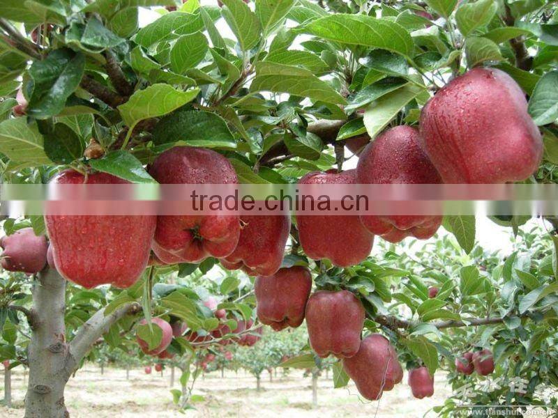 Sweet fresh huaniu apple