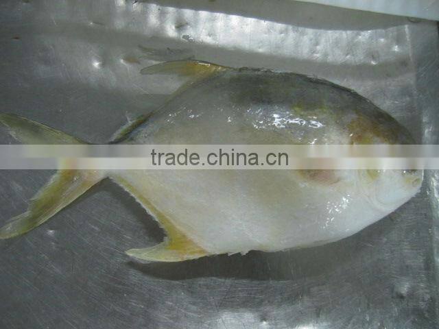 frozen golden pomfret