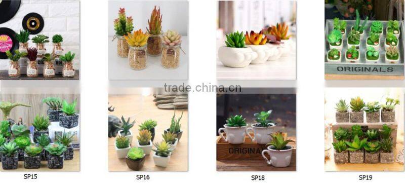 Export Succulent Plants Artificial Succulent Plants Bonsai Succulent Plants
