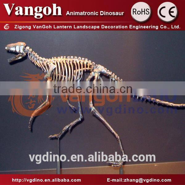 VGS-212 zigong dinosaur educational skeletons Museum Decoration Fiberglass Dinosaur Skeleton
