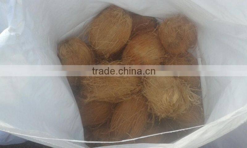 Semi Husked Coconuts