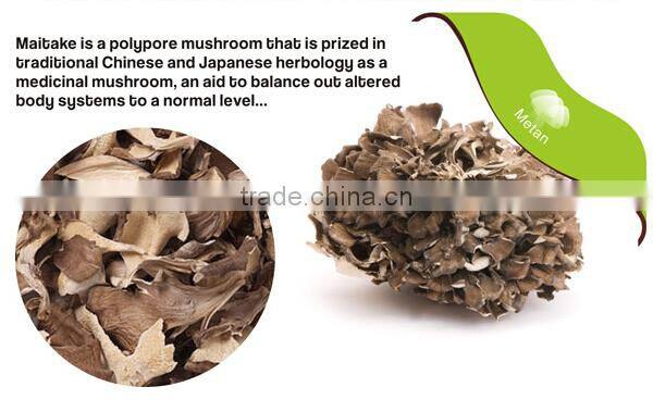 Best selling organic Dried Maitake Mushroom