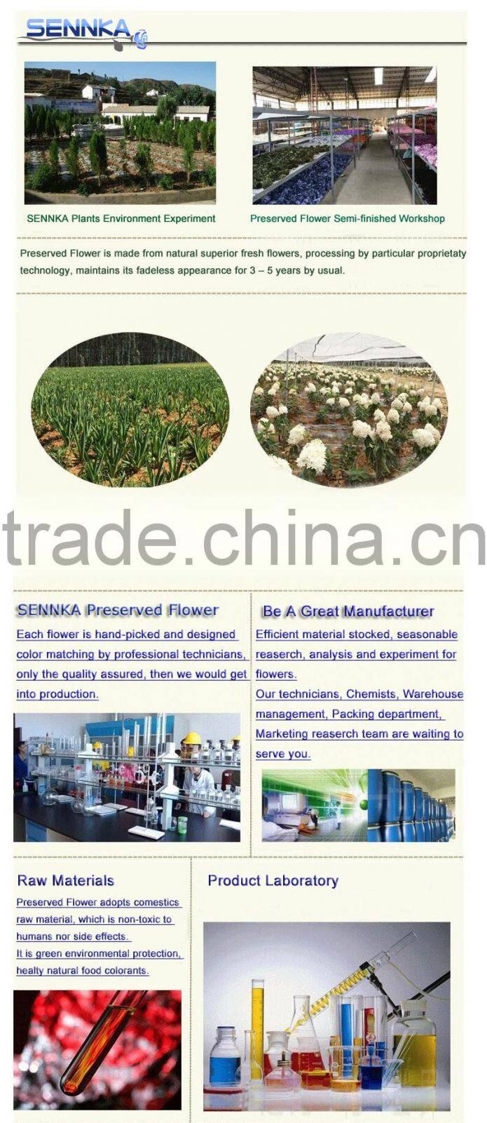 2016 Newest gold flower hydrangea preserved flower hydranger Fresh flowers farms directly