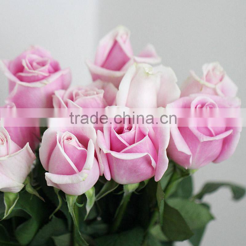 Supply various colors fresh cut flowers light up rose from plants base