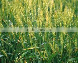 wheat gluten meal factory price