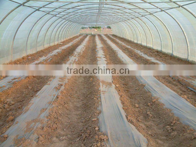 Tunnel-600 agricultural economical greenhouse