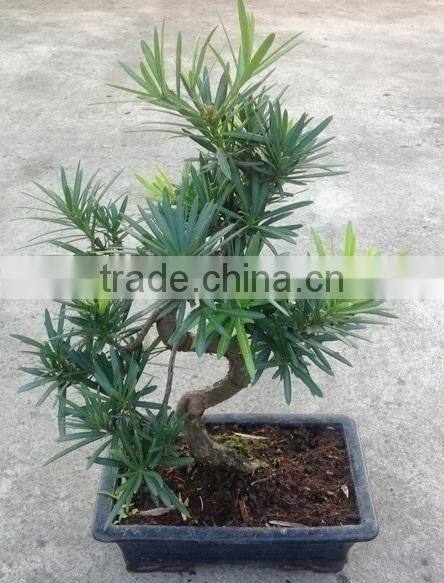 Podocarpus macrophyllus bosnai