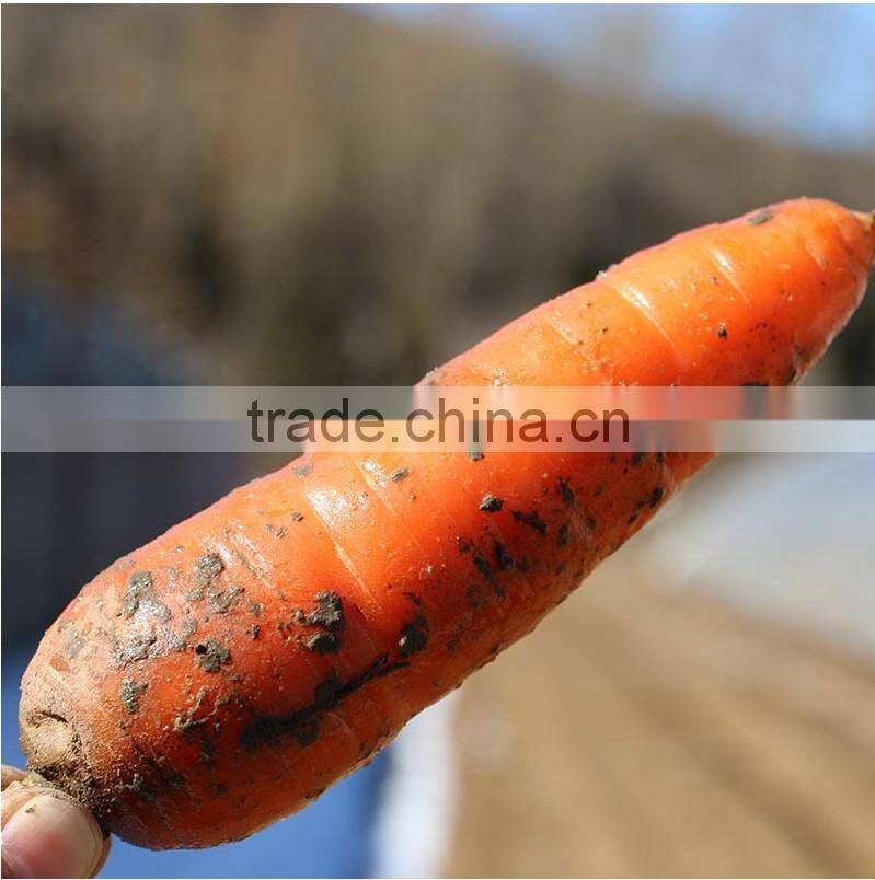 wholesale Chinese fresh carrots