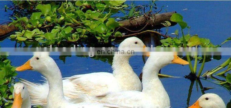 90% Washed White Duck Down Feather