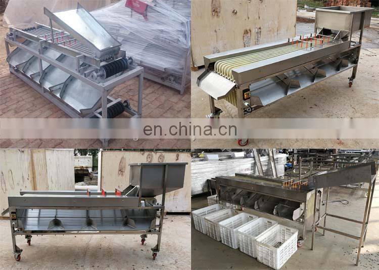 Commerical Passion Fruit Processing Avocado Onion Size Grading Sorting Machine.