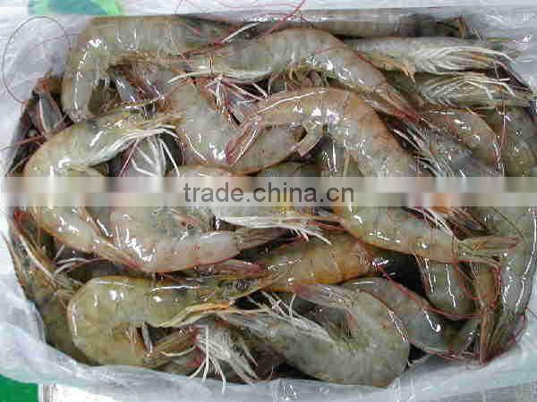 Grade A Frozen Shrimp Vannamei Price