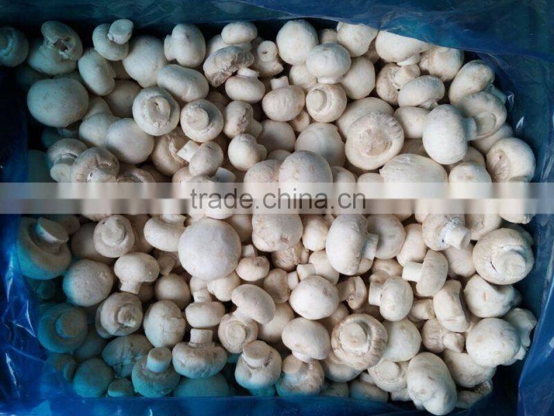 IQF Frozen white mushroom / frozen champignon