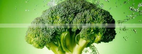 Best price IQF frozen broccoli