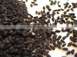 Onion Seeds Low Price