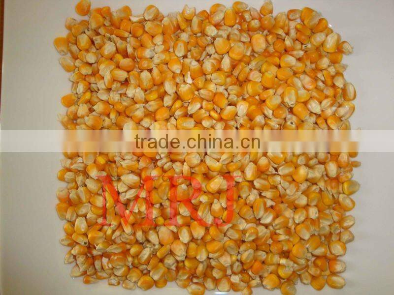 Yellow Maize for animal feed