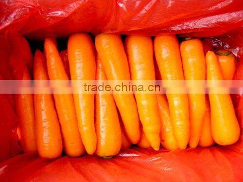 China New Crop Yellow Carrot
